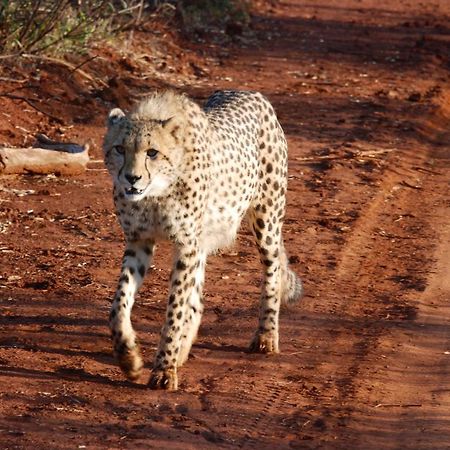 Kgorogoro Lodge Pilanesberg Esterno foto