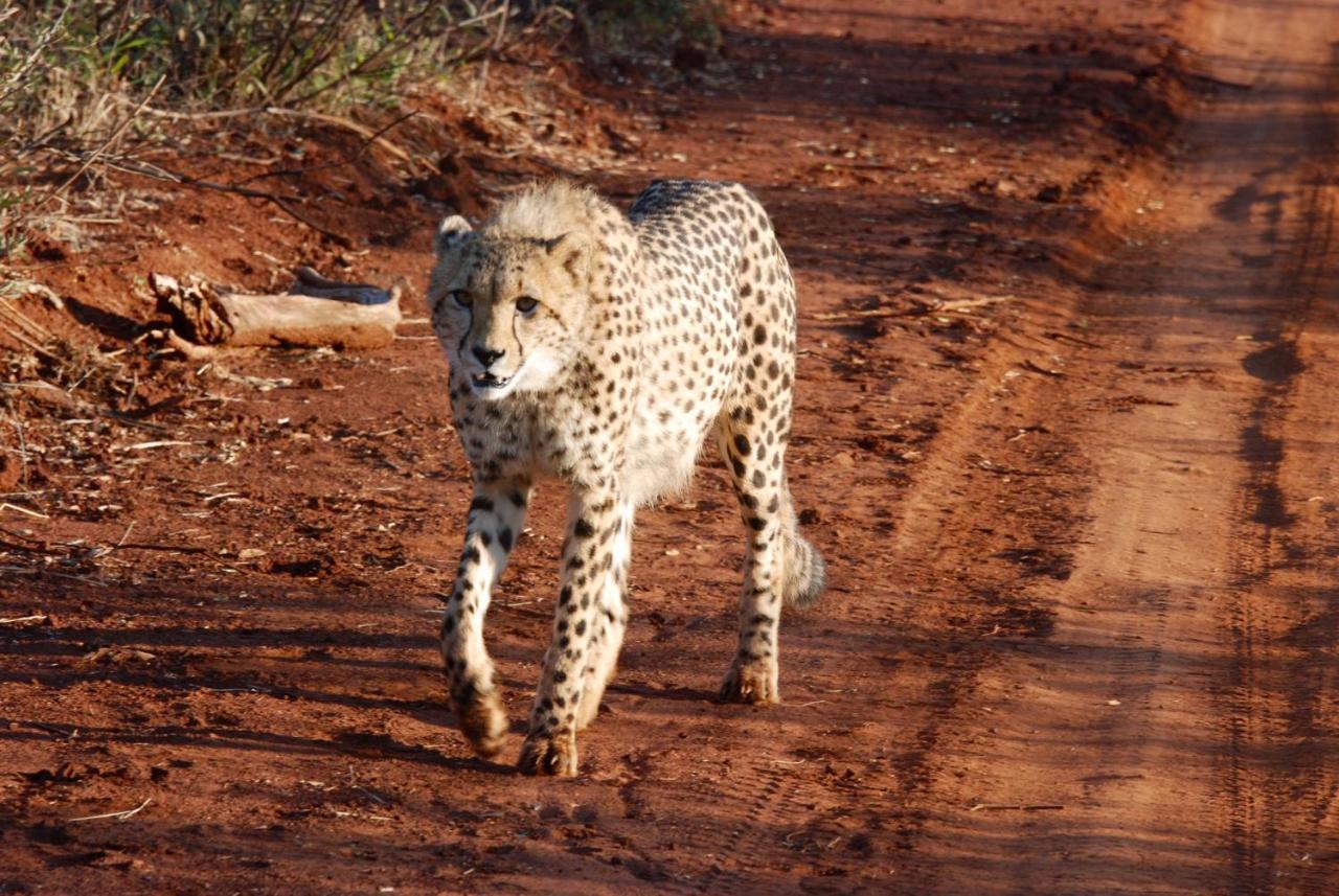 Kgorogoro Lodge Pilanesberg Esterno foto