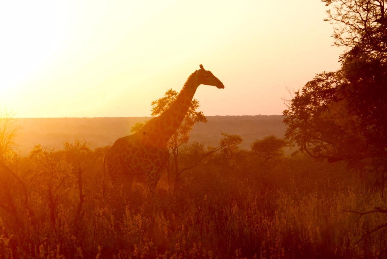 Kgorogoro Lodge Pilanesberg Esterno foto