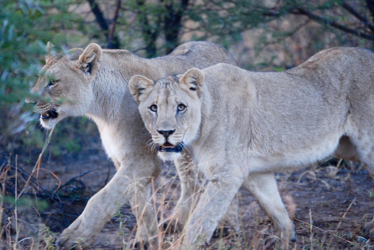 Kgorogoro Lodge Pilanesberg Esterno foto
